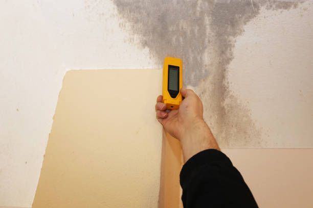 Best Forensic Mold Investigation  in Chester, WV
