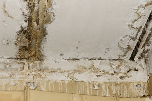 Best Basement Mold Removal  in Chester, WV