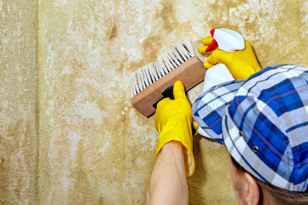 Best Mold Removal for HVAC Installations  in Chester, WV