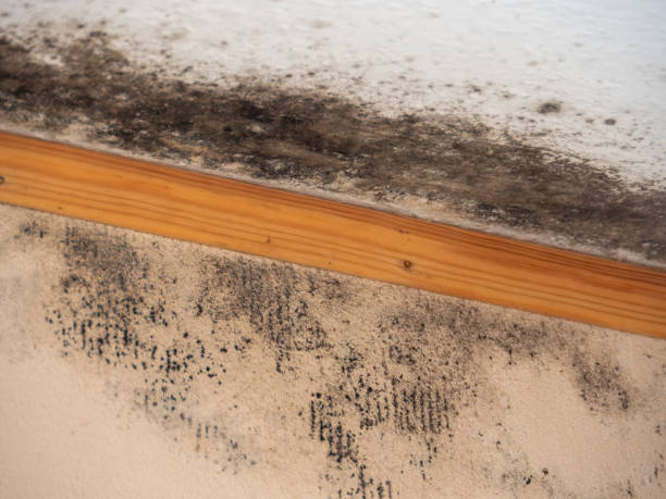 Best Dehumidification Services  in Chester, WV