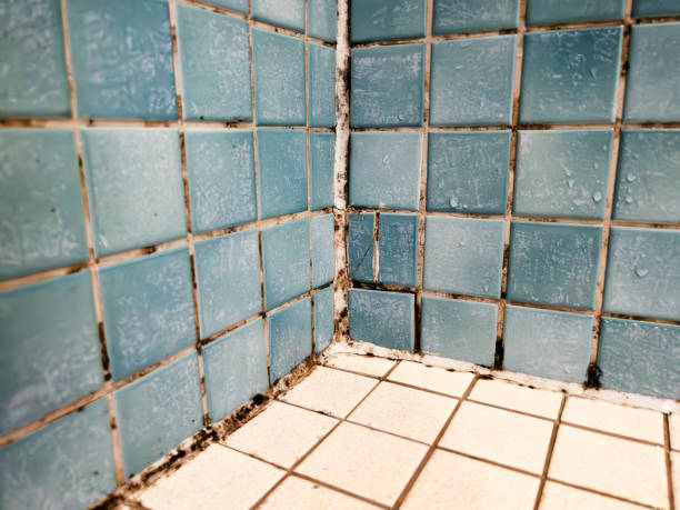 Best Airborne Mold Testing  in Chester, WV