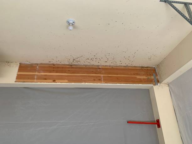 Reliable Chester, WV Mold Removal Solutions