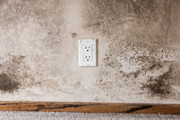 Best Mold Remediation for Healthcare Facilities  in Chester, WV