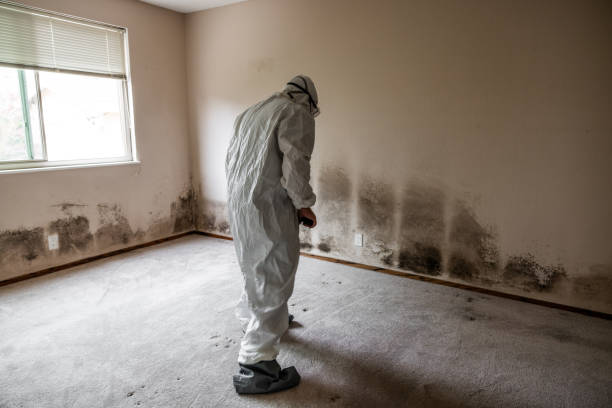 Best Mold Damage Restoration  in Chester, WV