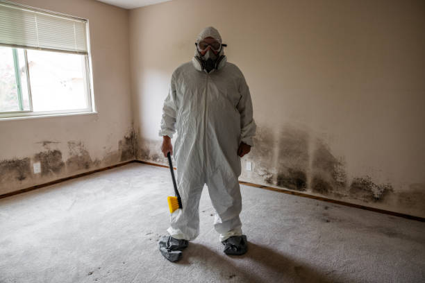Best Attic Mold Removal  in Chester, WV