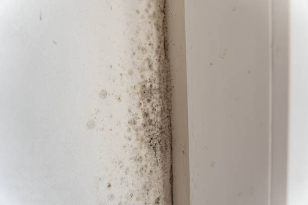 Best Industrial Mold Remediation  in Chester, WV