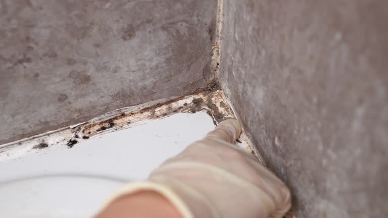 Best Real Estate Mold Inspection  in Chester, WV
